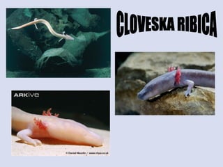 CLOVESKA RIBICA 