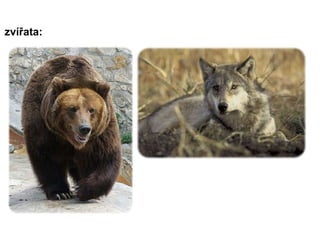 zvířata: 