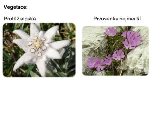 Vegetace: Protěž alpská                                       Prvosenka nejmenší   