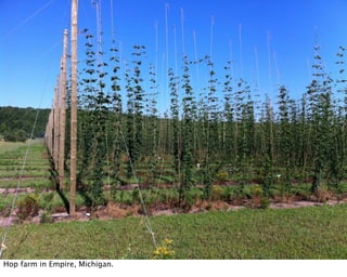 Hop farm in Empire, Michigan.
 