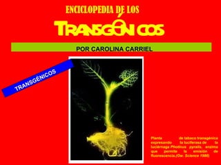 Transgénicos ENCICLOPEDIA DE LOS TRANSGÉNICOS Planta de tabaco transgénica expresando la luciferasa de la luciérnaga  Photinus pyralis , enzima que permite la emisión de fluorescencia .(Ow. Science 1986 ) POR CAROLINA CARRIEL 