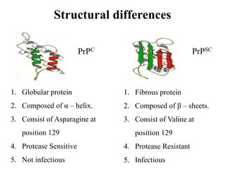 Structural differences
PrPC PrPSC
1. Globular protein
2. Composed of α – helix.
3. Consist of Asparagine at
position 129
4. Protease Sensitive
5. Not infectious
1. Fibrous protein
2. Composed of β – sheets.
3. Consist of Valine at
position 129
4. Protease Resistant
5. Infectious
 