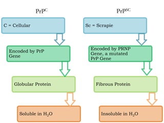 C = Cellular
Encoded by PrP
Gene
Globular Protein
Soluble in H2O
Sc = Scrapie
Encoded by PRNP
Gene, a mutated
PrP Gene
Fibrous Protein
Insoluble in H2O
PrPC PrPSC
 