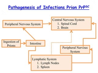 Pathogenesis of Infections Prion PrPSC
Intestine
Ingestion of
Prions
Peripheral Nervous System
Lymphatic System
1. Lymph Nodes
2. Spleen
Central Nervous System
1. Spinal Cord
2. Brain
Peripheral Nervous
System
 