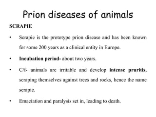 Prion diseases of animals
SCRAPIE
• Scrapie is the prototype prion disease and has been known
for some 200 years as a clinical entity in Europe.
• Incubation period- about two years.
• C/f- animals are irritable and develop intense pruritis,
scraping themselves against trees and rocks, hence the name
scrapie.
• Emaciation and paralysis set in, leading to death.
 