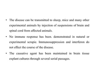 • The disease can be transmitted to sheep, mice and many other
experimental animals by injection of suspensions of brain and
spinal cord from affected animals.
• No immune response has been. demonstrated in natural or
experimental scrapie. Immunosuppression and interferon do
not effect the course of the disease.
• The causative agent has been maintained in brain tissue
explant cultures through several serial passages.
 