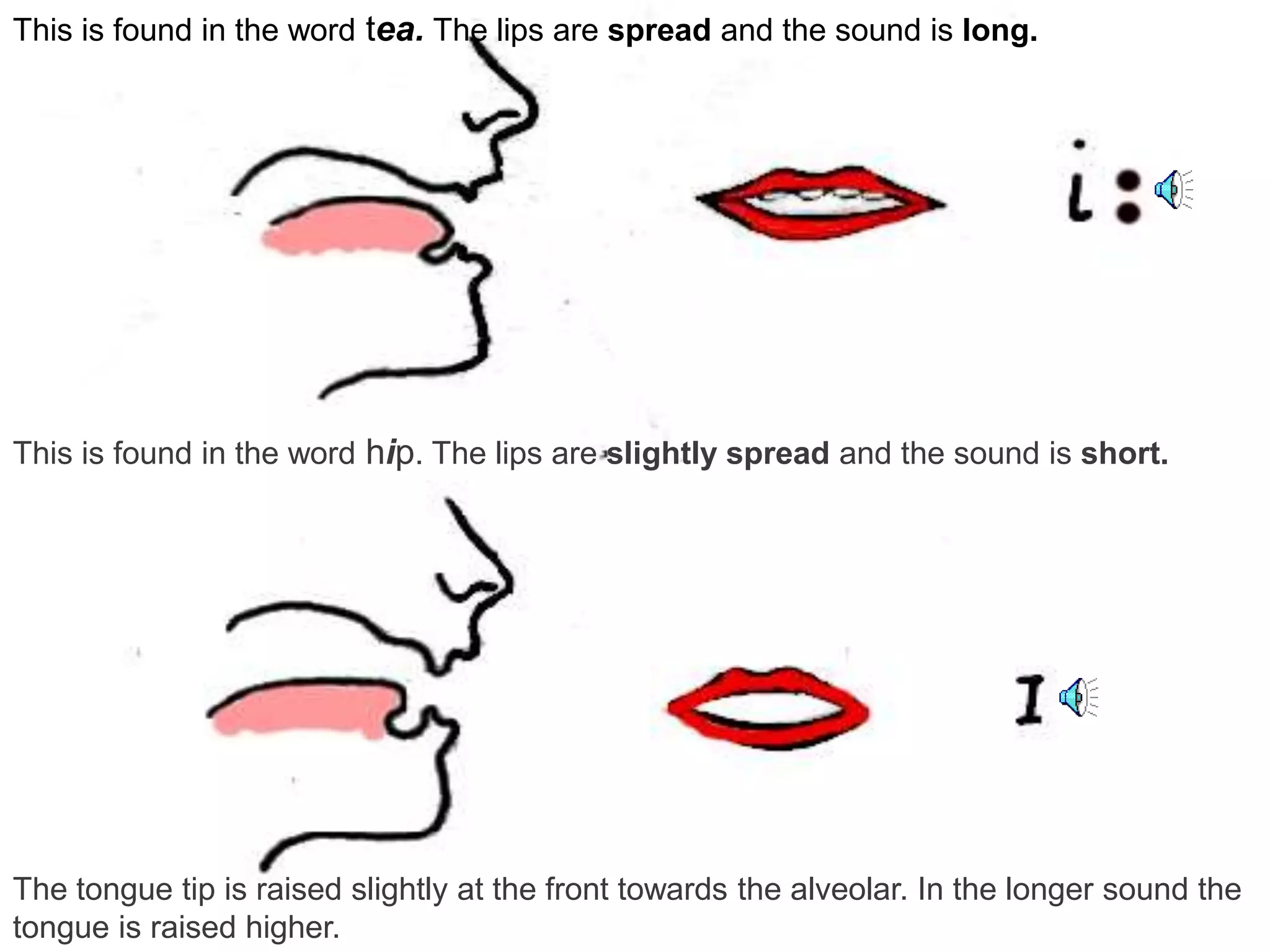 This is found in the word tea. The lips are spread and the sound is long. 
This is found in the word hip. The lips are slightly spread and the sound is short. 
The tongue tip is raised slightly at the front towards the alveolar. In the longer sound the 
tongue is raised higher. 
 