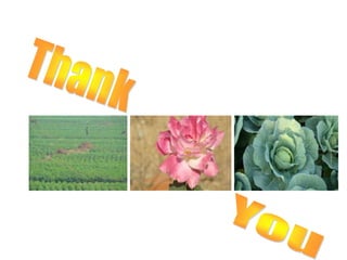 Optimizing livelihood and environmental benefits from crop residues in smallholder crop-livestock systems in sub-Saharan Africa and South Asia: Background on Study Regions in South Asia