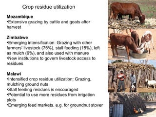 Optimizing livelihood and environmental benefits from crop residues in smallholder crop-livestock systems in sub-Saharan Africa and South Asia: Southern Africa case study