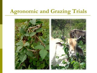 Realizing the benefits of cover crop legumes in smallholder crop-livestock systems of the hillsides of Central America: Trade-off analysis of using legumes for soil enhancing or as animal feed resource
