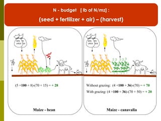 Realizing the benefits of cover crop legumes in smallholder crop-livestock systems of the hillsides of Central America: Trade-off analysis of using legumes for soil enhancing or as animal feed resource