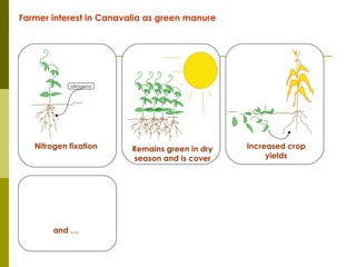 Realizing the benefits of cover crop legumes in smallholder crop-livestock systems of the hillsides of Central America: Trade-off analysis of using legumes for soil enhancing or as animal feed resource