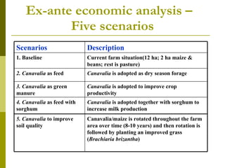 Realizing the benefits of cover crop legumes in smallholder crop-livestock systems of the hillsides of Central America: Trade-off analysis of using legumes for soil enhancing or as animal feed resource