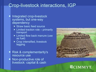 Conservation agriculture, livestock and livelihood strategies in the Indo-Gangetic Plains of South Asia: Synergies and tradeoffs