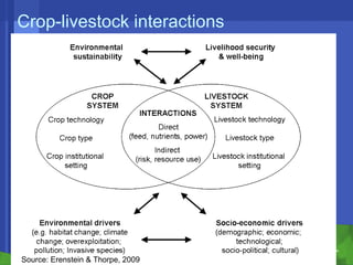 Conservation agriculture, livestock and livelihood strategies in the Indo-Gangetic Plains of South Asia: Synergies and tradeoffs