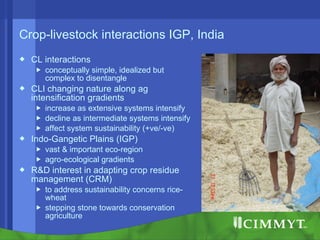 Conservation agriculture, livestock and livelihood strategies in the Indo-Gangetic Plains of South Asia: Synergies and tradeoffs