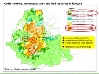Improving the value of maize as livestock feed to enhance the livelihoods of maize-livestock farmers in East Africa