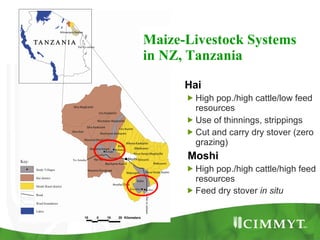 Improving the value of maize as livestock feed to enhance the livelihoods of maize-livestock farmers in East Africa