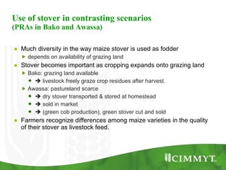 Improving the value of maize as livestock feed to enhance the livelihoods of maize-livestock farmers in East Africa