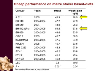 Improving the value of maize as livestock feed to enhance the livelihoods of maize-livestock farmers in East Africa