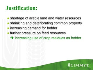 Improving the value of maize as livestock feed to enhance the livelihoods of maize-livestock farmers in East Africa