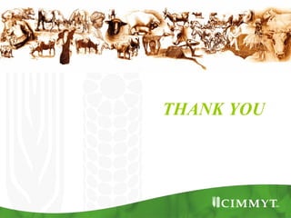 Improving the value of maize as livestock feed to enhance the livelihoods of maize-livestock farmers in East Africa