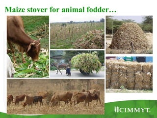 Improving the value of maize as livestock feed to enhance the livelihoods of maize-livestock farmers in East Africa