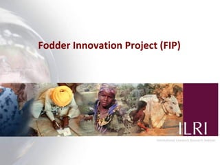 Fodder Adoption and Innovation Projects (FAP and FIP)