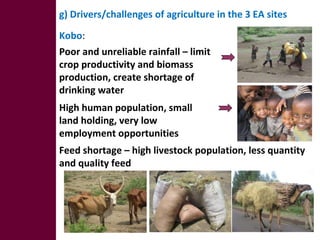 Optimizing livelihood and environmental benefits from crop residues in smallholder crop-livestock systems in sub-Saharan Africa and South Asia: regional case studies. Progress and preliminary research findings for East African sites