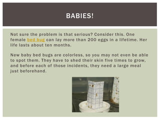 BABIES!

Not sure the problem is that serious? Consider this. One
female bed bug can lay more than 200 eggs in a lifetime. Her
life lasts about ten months.

New baby bed bugs are colorless, so you may not even be able
to spot them. They have to shed their skin five times to grow,
and before each of those incidents, they need a large meal
just beforehand.
 