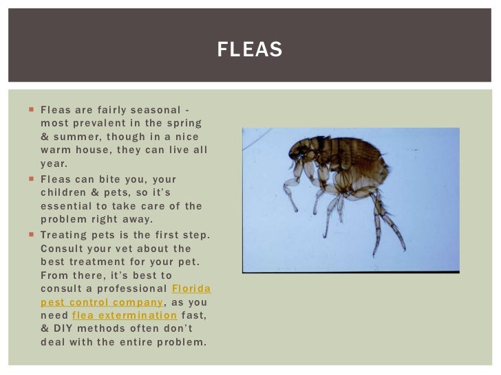 different types of fleas