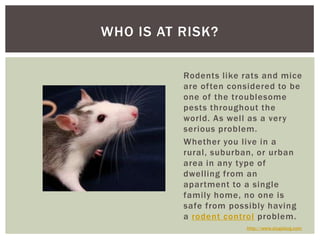 Rodents like rats and mice are often considered to be oneof the troublesome pests throughout the world. As well as a very ...