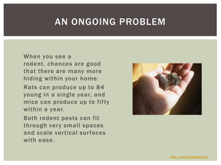 When you see a rodent, chances are good that there are many more hiding within your home. Rats can produce up to 84 young in a single year, and mice can produce up to fifty within a year. Both rodent pests can fit through very small spaces and scale vertical surfaces with ease.An Ongoing Problemhttp://www.slugabug.com