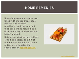 Home improvement stores are filled with mouse traps, glue boards, and various repellants, and you can find that each online forum has a different story of what has and hasn’t worked. Before you start buying gallons of folk remedies, do a bit of home maintenance and call a rodent exterminator that specializes in rodent control.Home Remedieshttp://www.slugabug.com