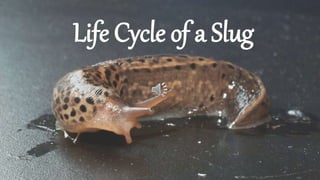 Life Cycle of a Slug
 