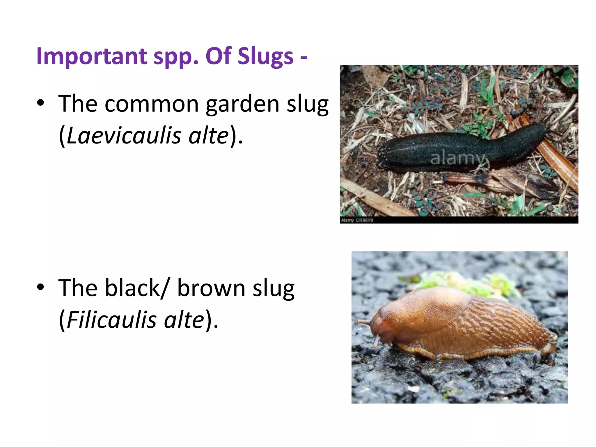 Important spp. Of Slugs -
• The common garden slug
(Laevicaulis alte).
• The black/ brown slug
(Filicaulis alte).
 