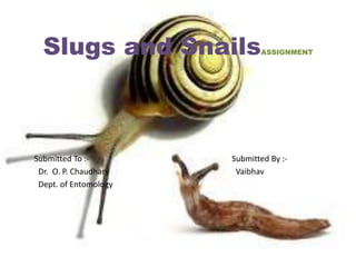 Slugs and SnailsASSIGNMENT
Submitted To :- Submitted By :-
Dr. O. P. Chaudhary Vaibhav
Dept. of Entomology
 