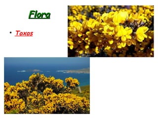 FloraFlora

Toxos
 