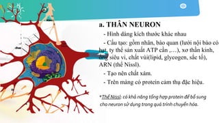 a. THÂN NEURON
- Hình dáng kích thước khác nhau
- Cấu tạo: gồm nhân, bào quan (lưới nội bào có
hạt, ty thể sản xuất ATP cần ,…), xơ thần kinh,
ống siêu vi, chất vùi(lipid, glycogen, sắc tố),
ARN (thể Nissl).
- Tạo nên chất xám.
- Trên màng có protein cảm thụ đặc hiệu.
*Thể Nissl: có khả năng tổng hợp protein để bổ sung
cho neuron sử dụng trong quá trình chuyển hóa.
 