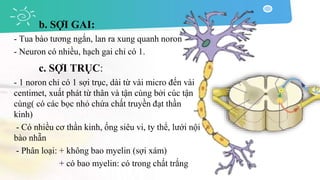 b. SỢI GAI:
- Tua bào tương ngắn, lan ra xung quanh noron
- Neuron có nhiều, hạch gai chỉ có 1.
c. SỢI TRỤC:
- 1 noron chỉ có 1 sợi trục, dài từ vài micro đến vài
centimet, xuất phát từ thân và tận cùng bởi cúc tận
cùng( có các bọc nhỏ chứa chất truyền đạt thần
kinh)
- Có nhiều cơ thần kinh, ống siêu vi, ty thể, lưới nội
bào nhẵn
- Phân loại: + không bao myelin (sợi xám)
+ có bao myelin: có trong chất trắng
 