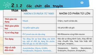 NHÓM CÓ PHÂN TỬ NHỎ NHÓM CÓ PHÂN TỬ LỚN
Thời gian tác
dụng Nhanh Chậm, mạnh và kéo dài.
Thời gian phân
huỷ Vài phần nghìn giây Vài phút đến vài giờ.
Vị trí tổng hợp
Ở Cytosol của cúc tận cùng Bởi Ribosome vùng thân neuron
Tác dụng Tác động lên sự hoạt động của kênh
ion, một số chất tác dụng lên enzim.
Hầu hết gây ức chế dẫn truyền.
Kéo dài sự đóng kênh Calci, thay đổi bộ
máy chuyển hóa, hoạt hóa hoặc bất
hoạt gen, receptor,…
Một số chất
điển hình
Acetylcholine, Glycin, GABA,
Noradrenalin, Dopamin, Serotonin,…
Vasopressin, Gastrin, Neurotensin,
Endorphin, Oxytoxin, Encephalin,…
2.1.2 Các chất dẫn truyền
thần kinh
 