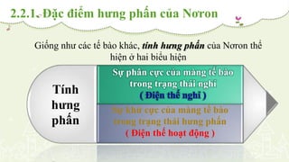 2.2.1. Đặc điểm hưng phấn của Nơron
Giống như các tế bào khác, tính hưng phấn của Nơron thể
hiện ở hai biểu hiện
Tính
hưng
phấn
Sự phân cực của màng tế bào
trong trạng thái nghỉ
( Điện thế nghỉ )
Sự khử cực của màng tế bào
trong trạng thái hưng phấn
( Điện thế hoạt động )
 