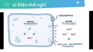 a) Điện thế nghỉ
 