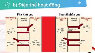 b) Điện thế hoạt động
Pha khử cực Pha tái phân cực
 