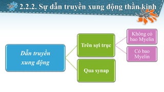 2.2.2. Sự dẫn truyền xung động thần kinh
Dẫn truyền
xung động
Trên sợi trục
Không có
bao Myelin
Có bao
Myelin
Qua synap
 