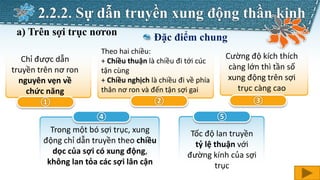 f
① ② ③
④ ⑤
Chỉ được dẫn
truyền trên nơ ron
nguyên vẹn về
chức năng
Theo hai chiều:
+ Chiều thuận là chiều đi tới cúc
tận cùng
+ Chiều nghịch là chiều đi về phía
thân nơ ron và đến tận sợi gai
Cường độ kích thích
càng lớn thì tần số
xung động trên sợi
trục càng cao
Tốc độ lan truyền
tỷ lệ thuận với
đường kính của sợi
trục
Đặc điểm chung
2.2.2. Sự dẫn truyền xung động thần kinh
a) Trên sợi trục nơron
Trong một bó sợi trục, xung
động chỉ dẫn truyền theo chiều
dọc của sợi có xung động,
không lan tỏa các sợi lân cận
 