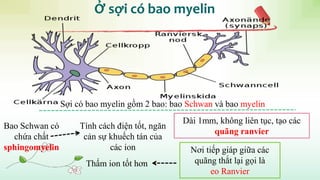 Ở sợi có bao myelin
Sợi có bao myelin gồm 2 bao: bao Schwan và bao myelin
Tính cách điện tốt, ngăn
cản sự khuếch tán của
các ion
Dài 1mm, không liên tục, tạo các
quãng ranvier
Nơi tiếp giáp giữa các
quãng thắt lại gọi là
eo Ranvier
Bao Schwan có
chứa chất
sphingomyelin
Thấm ion tốt hơn
 