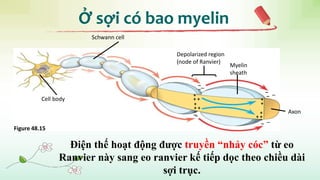 Ở sợi có bao myelin
Cell body
Schwann cell
Myelin
sheath
Axon
Depolarized region
(node of Ranvier)
+
+ +
+
+ +
+
+ +
+
+
–
–
–
–
–
–
–
––
–
–
–
Figure 48.15
Điện thế hoạt động được truyền “nhảy cóc” từ eo
Ranvier này sang eo ranvier kế tiếp dọc theo chiều dài
sợi trục.
 