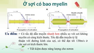 Ở sợi có bao myelin
Ưu điểm: + Có tốc độ dẫn truyền nhanh hơn nhiều so với sơi không
myelin có cùng kích thước. Tốc độ dẫn truyền tỷ lệ
thuận với đường kính của sợi, có thể đạt tới 130m/s ở
các sợi có kích thước lớn.
+ Tiết kiệm được năng lượng cho nơron
 