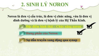 Đặc điểm hình thái – Chức năng nơron
Hưng phấn của Nơron
Sự dẫn truyền xung động qua synap
Nơron là đơn vị cấu trúc, là đơn vị chức năng, vừa là đơn vị
dinh dưỡng và là đơn vị bệnh lý của Hệ Thần Kinh.
1
2
3
2. SINH LÝ NƠRON
 